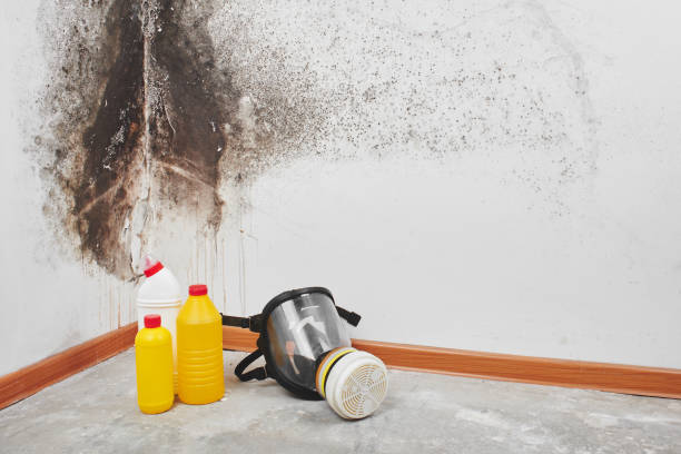 Best Black Mold Remediation in Wren, AR