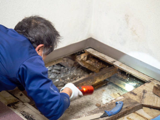 Best Post-Flood Mold Remediation in Wren, AR