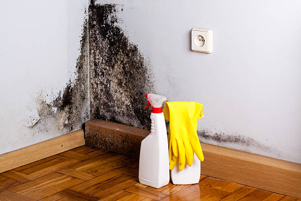 Best Mold Remediation for Specific Building Types in Wren, AR